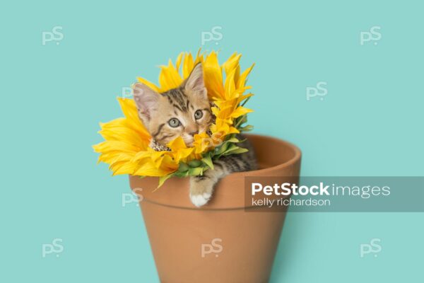 Tan Tabby kitten wearing a sunflower on neck, head popping through flower, inside of a terra cotta orange clay flowerpot, blue background.