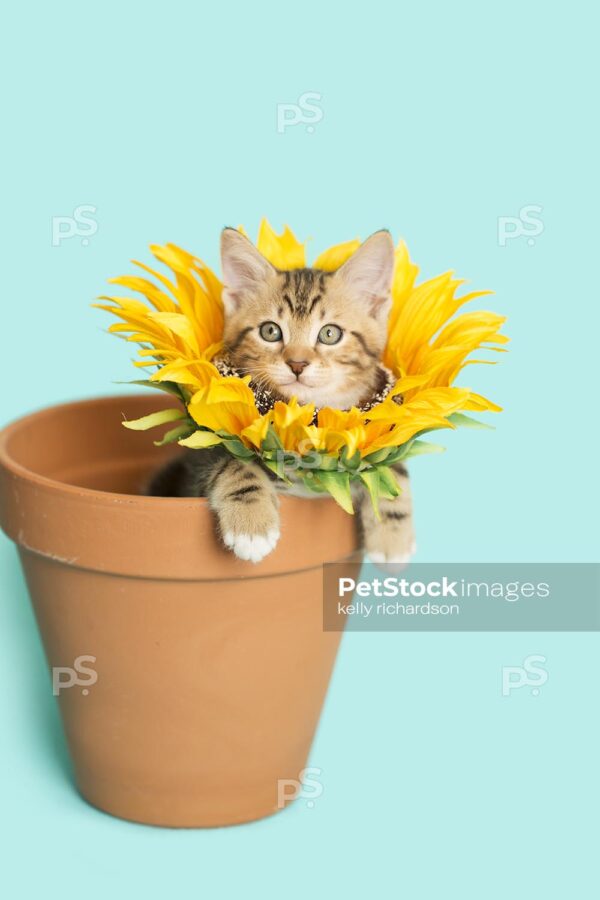 Tan Tabby kitten wearing a sunflower on neck, head popping through flower, inside of a terra cotta orange clay flowerpot, blue background.