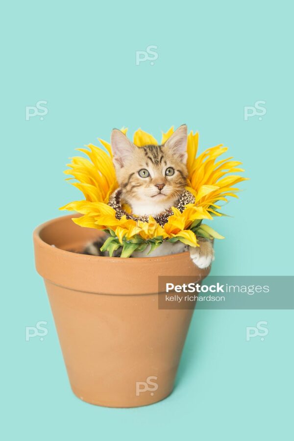 Tan Tabby kitten wearing a sunflower on neck, head popping through flower, inside of a terra cotta orange clay flowerpot, blue background.