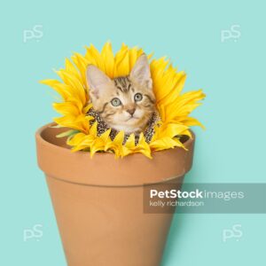 Tan Tabby kitten wearing a sunflower on neck, head popping through flower, sitting inside of a terra cotta orange clay flowerpot, blue background