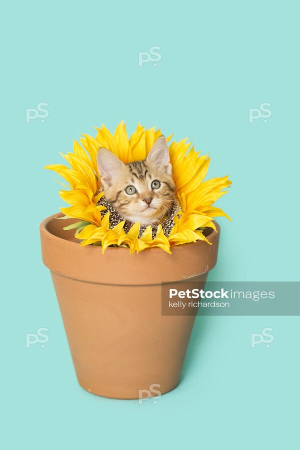 Tan Tabby kitten wearing a sunflower on neck, head popping through flower, sitting inside of a terra cotta orange clay flowerpot, blue background