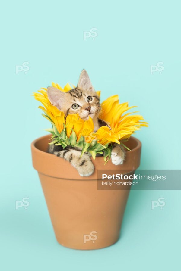 Tan Tabby kitten wearing a sunflower on neck, looking up from the inside of a terra cotta orange clay flowerpot, blue background.