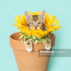 Tan Tabby kitten with sunflower head and paws on the edge of a terra cotta, orange, clay flowerpot, blue background.