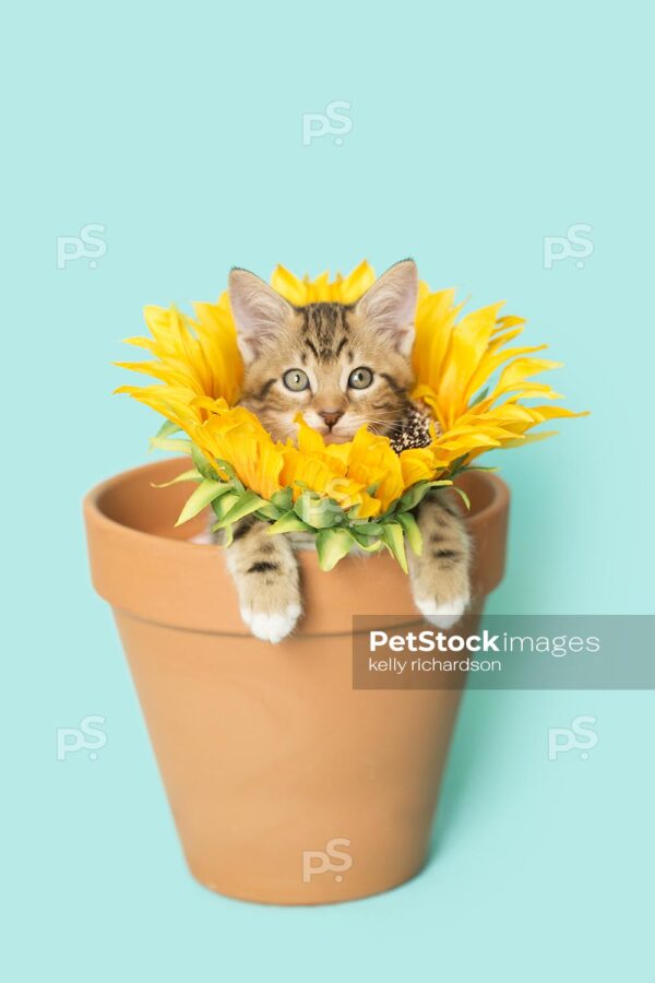 Tan Tabby kitten with sunflower head and paws on the edge of a terra cotta, orange, clay flowerpot, blue background.