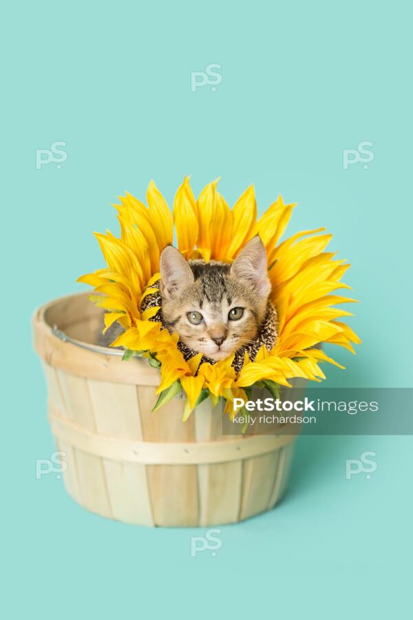 Tabby kitten wearing a sunflower on neck, head popping through flower, inside of a tan wooden flower basket, blue background.