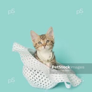 Tan Tabby kitten sitting inside of a white straw Easter hat, wearing white pearls, looking up, blue background.