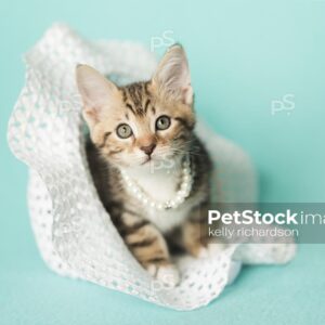 Horizontal photo of a Tan Tabby kitten sitting inside of a white straw Easter hat, looking out, wearing white pearls, blue background.