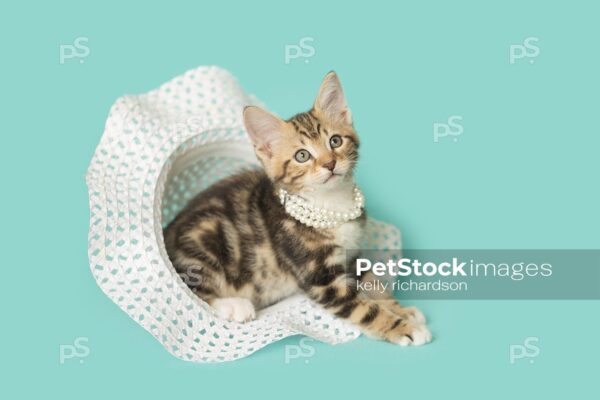 Horizontal profile photo of a Tan Tabby kitten sitting inside of a white straw Easter hat, looking out, wearing white pearls, blue background.