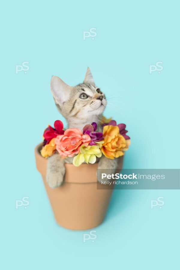 Tiny tabby kitten sitting inside of a terra cotta orange, clay flowerpot with a flower necklace, blue background.