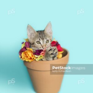 Tiny tabby kitten sitting inside of a terra cotta orange, clay flowerpot with a flower necklace, with paws together looks like it is praying,  blue background.