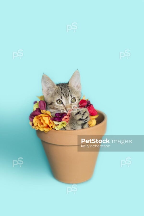 Tiny tabby kitten sitting inside of a terra cotta orange, clay flowerpot with a flower necklace, with paws together looks like it is praying,  blue background.