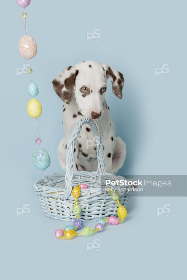 Photo of a Dalmatian Puppy curiously playing with Easter eggs in a blue Easter basket, blue background