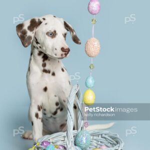 Photo of a Dalmatian Puppy curiously playing with Easter eggs in a blue Easter basket, blue background.