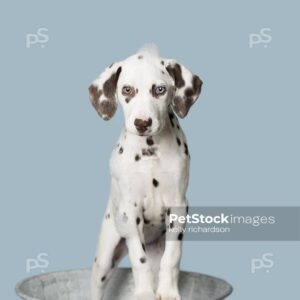 Liver Dalmatian Puppy standing up in a gray metal round pretend bath tub with soap suds bubbles on head, blue background.