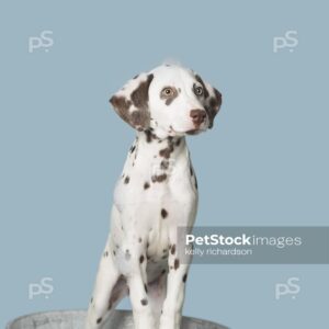 Liver Dalmatian Puppy standing up in a gray metal round pretend bath tub with soap suds bubbles on head, blue background.