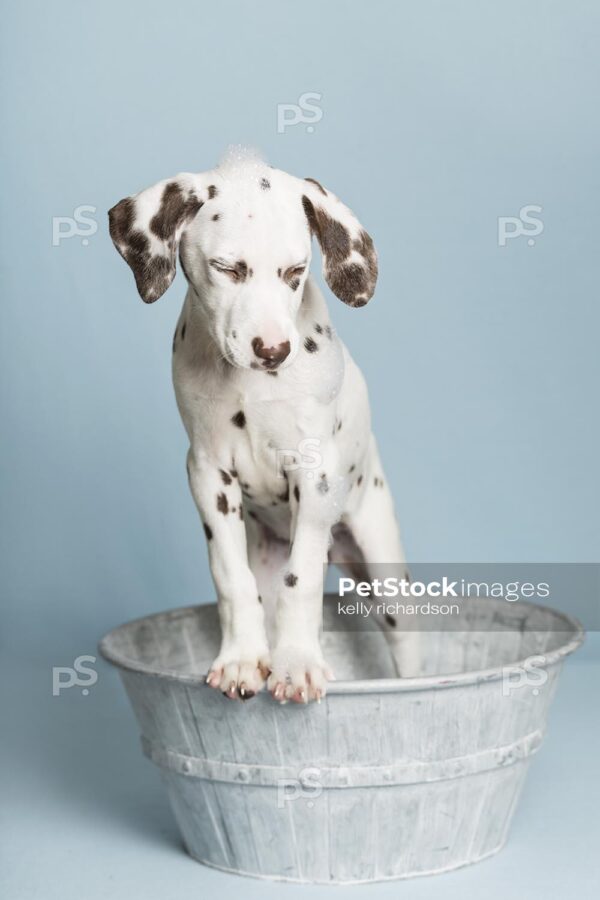 Liver Dalmatian Puppy standing up in a gray metal round pretend bath tub with soap suds bubbles on head, with eyes closed, blue background.