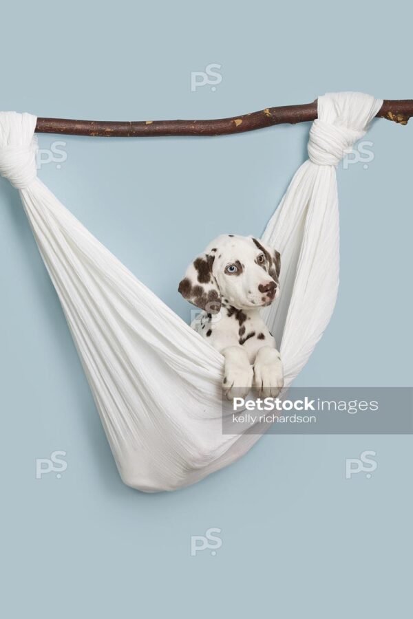 Dalmatian Puppy laying in a white hammock with tree branch, blue background.