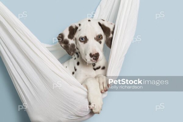 Close Up Horizontal Photo of a Dalmatian Puppy laying in a white hammock with tree branch, blue background.