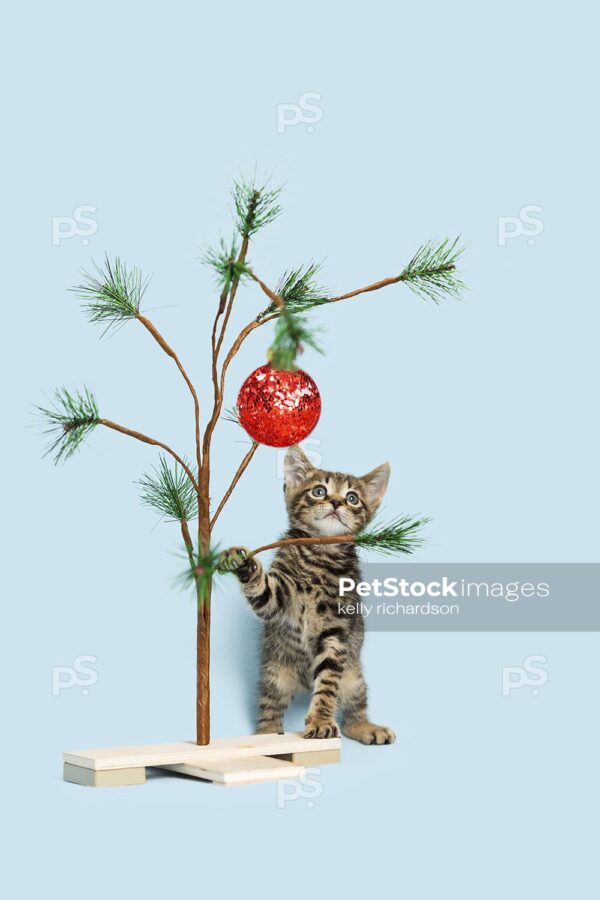 Tiny brown tabby kitten playing in a gift box, light blue background.