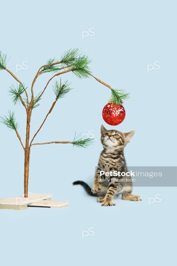 Tiny brown tabby kitten looking up at a miniature christmas tree and red ball ornament, light blue background.