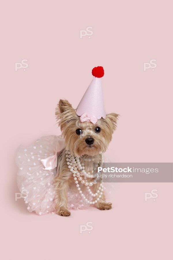 Yorkshire Terrier Puppy dog wearing a pink tulle skirt, pearls and hair up in a bow and a pink Birthday hat, pink background. 