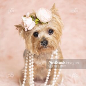 Yorkshire Terrier Puppy dog wearing a pink flower hair decoration and  pearls, sitting on a fluffy blanket, pink background. 