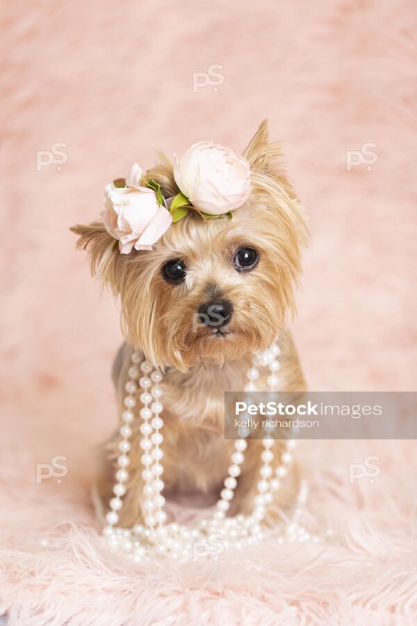 Yorkshire Terrier Puppy dog wearing a pink flower hair decoration and  pearls, sitting on a fluffy blanket, pink background. 