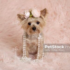 Yorkshire Terrier Puppy dog wearing a pink flower hair decoration and  pearls, sitting on a fluffy blanket, pink background. 