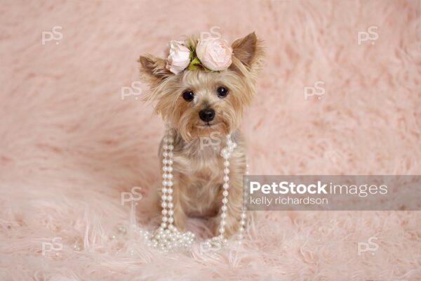 Yorkshire Terrier Puppy dog wearing a pink flower hair decoration and  pearls, sitting on a fluffy blanket, pink background. 