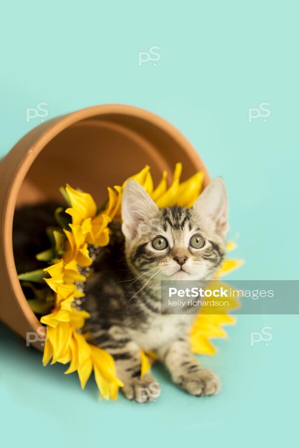 Tiny brown tabby kitten wearing a sunflower decoration, head popping through middle of flower, laying in a clay flowerpot tipped sideways, blue background.