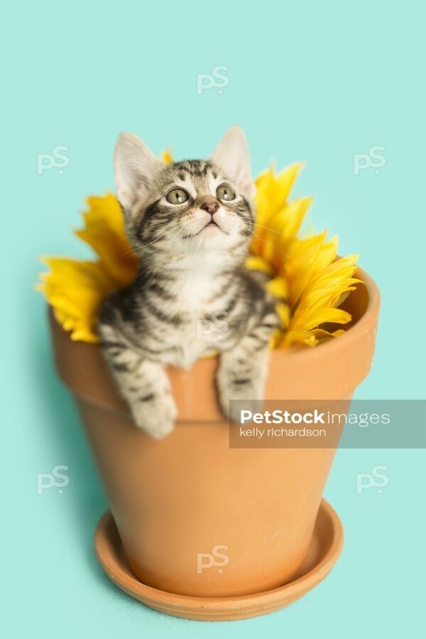 Brown tabby kitten in a Sunflower, head popping through middle of flower, in a clay flowerpot,  looking upwards, blue background.