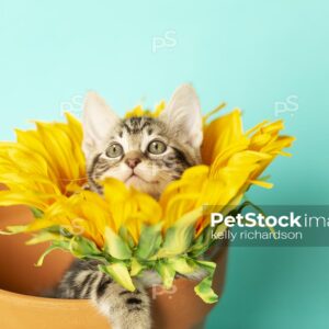 Tiny brown tabby kitten in a Sunflower, head popping through middle of flower, in a clay flowerpot,  looking upwards, blue background.