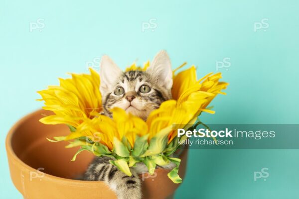 Tiny brown tabby kitten in a Sunflower, head popping through middle of flower, in a clay flowerpot,  looking upwards, blue background.