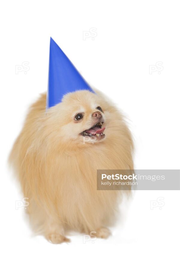 Pomeranian Puppy Wearing a Blue Birthday Party hat, Isolated on a white background.