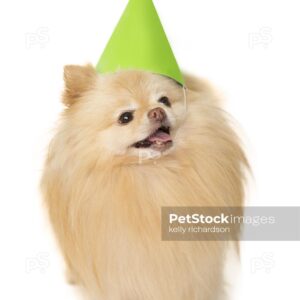 Pomeranian Puppy Wearing a Green Birthday Party hat, looks like it is happy and smiling, Isolated on a white background.