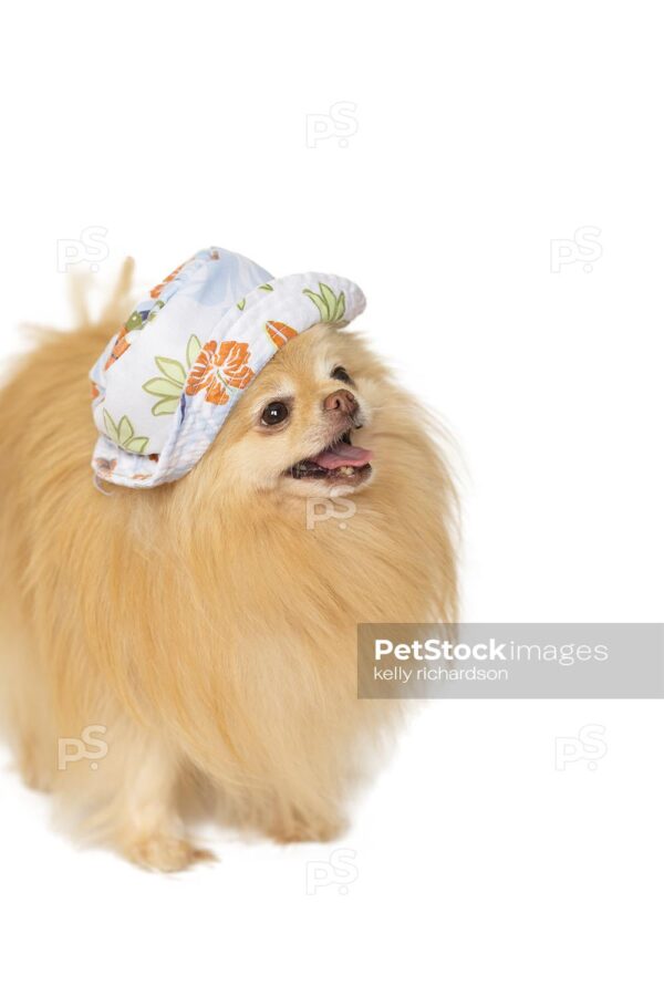 Pomeranian Puppy Wearing a Green and light blue summer hat, looks like it is happy and smiling, Isolated on a white background.