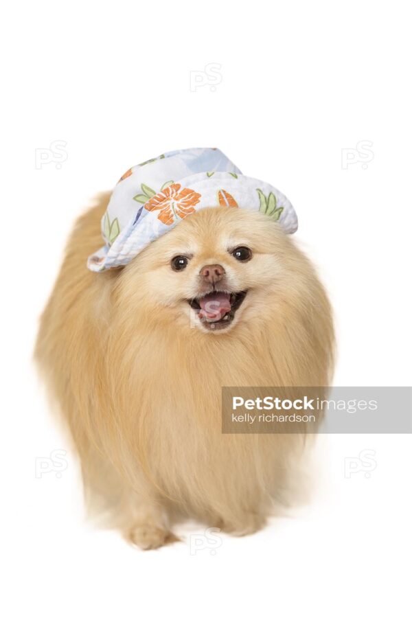 Pomeranian Puppy Wearing a Green and light blue summer hat, looks like it is happy and smiling, Isolated on a white background.