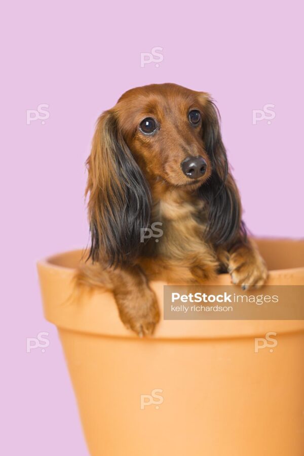 Dachshund Puppy dog sitting inside of an orange clay flower pot,  purple background.