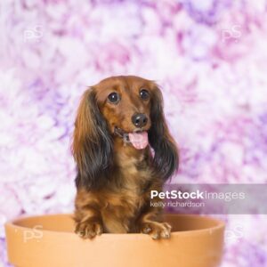 Dachshund Puppy dog sitting inside of an orange clay flower pot,  purple floral pattern background.