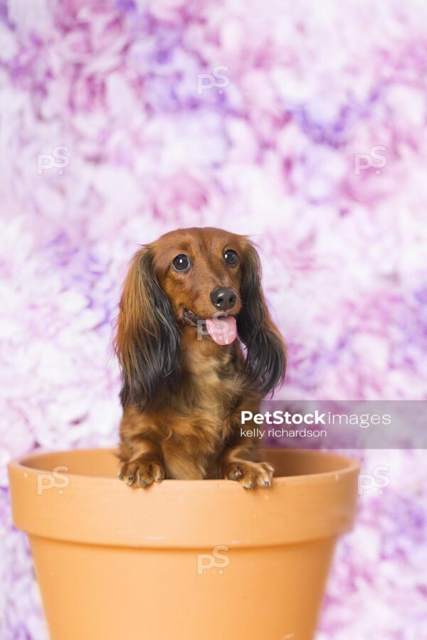 Dachshund Puppy dog sitting inside of an orange clay flower pot,  purple floral pattern background.