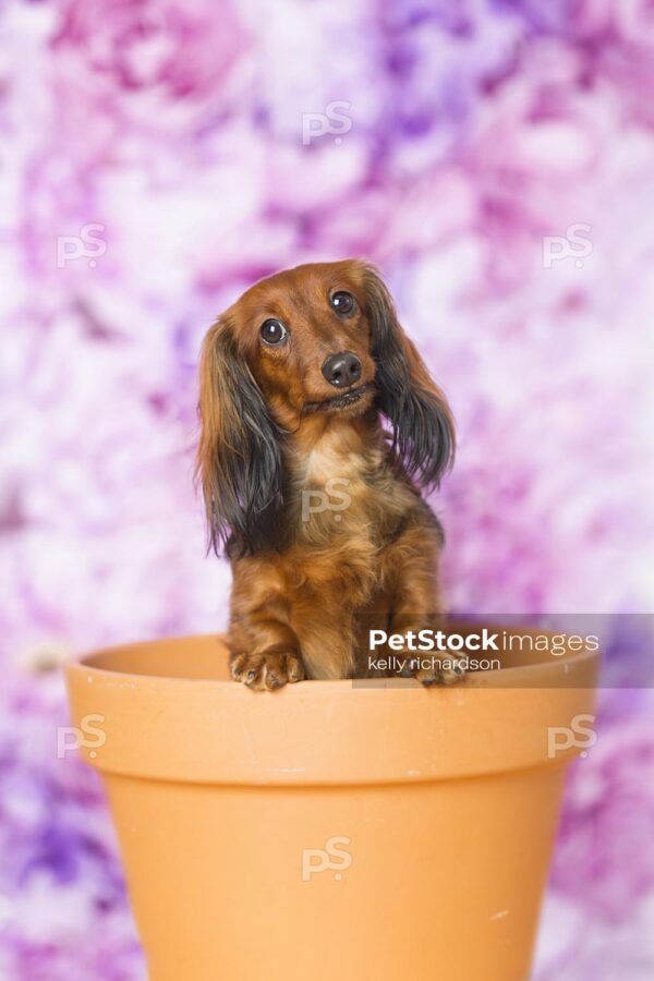 Dachshund Puppy dog with funny face sitting inside of an orange clay flower pot,  purple floral pattern background.