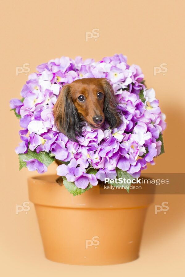 Dachshund Puppy dog sitting inside of an orange clay flower pot,  with purple hydrangea flowers around head, orange background.