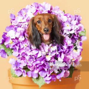 Dachshund Puppy dog sitting inside of an orange clay flower pot,  with purple hydrangea flowers around head, orange background.