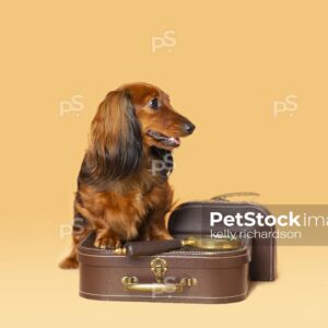 Dachshund Puppy dog With brown suitcase and magnifying glass, orange background.