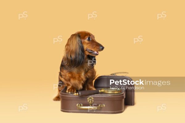 Dachshund Puppy dog With brown suitcase and magnifying glass, orange background.