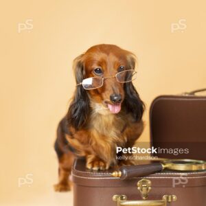 Dachshund Puppy dog wearing glasses, stepping on top of a brown luggage briefcase with a magnifying glass, orange background.