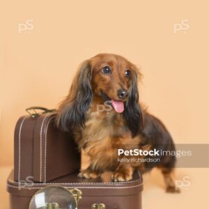 Dachshund Puppy dog looking away, stepping on top of a brown luggage briefcase with a magnifying glass, orange background.