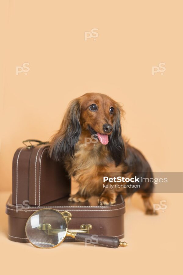 Dachshund Puppy dog looking away, stepping on top of a brown luggage briefcase with a magnifying glass, orange background.