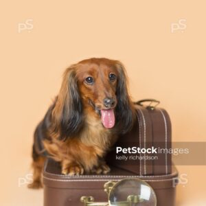 Dachshund Puppy dog posed on top of a brown luggage briefcase with a magnifying glass, orange background.