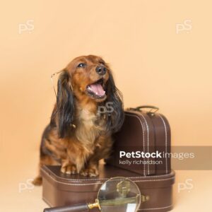 Dachshund Puppy dog mouth open barking, talking or yawning,  stepping on top of a brown luggage briefcase with a magnifying glass, orange background.